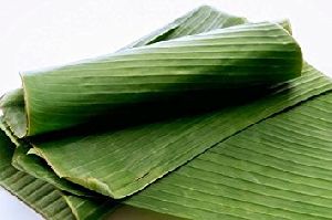 Fresh Banana Leaves