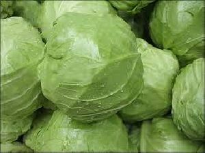 Fresh Cabbage