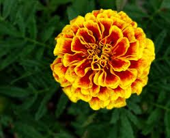 Fresh Marigold Flower