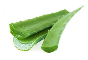 Fresh Aloe Vera Leaves