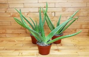 Aloe Vera Plant