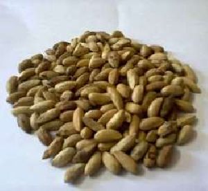 Neem Seeds