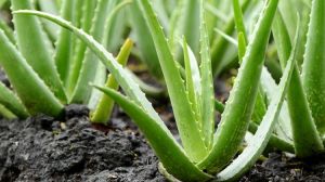 Fresh Aloe Vera Leaves