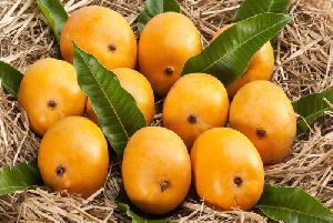 Fresh Mango