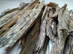 Agarwood