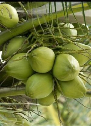 Green Tender Coconut