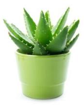 Aloe Vera Baby Plant