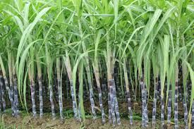 Sugarcane