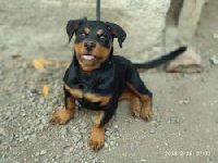 Rottweiler Female