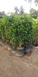 Ficus Plants