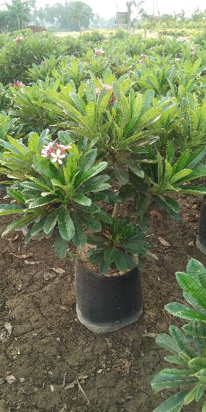 Plumeria Dwarf Pink