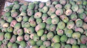 Alphonso Mangoes