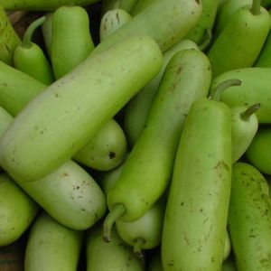 Bottle Gourd