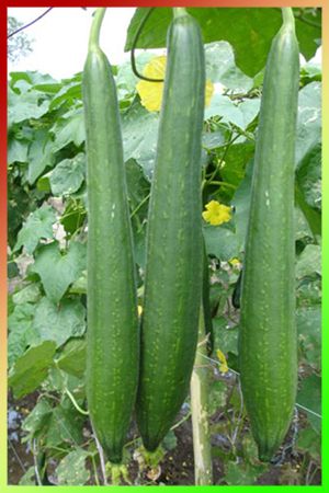 Sponge Gourd