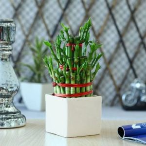 3 Layer Lucky Bamboo