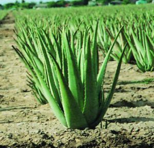 aloevera leaf