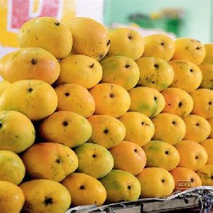 Banginapally Mango