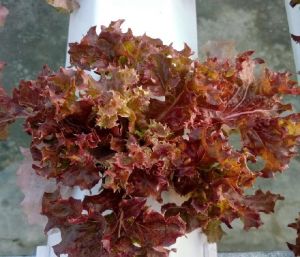 lollo rosso lettuce