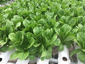 Romaine Lettuce