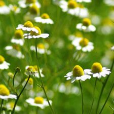 German Chamomile Oil