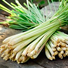 Lemon Grass