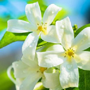 neroli