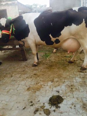 Ashoks Dairy Farm in Patan, Gujarat - Farm Animals Dealer |  IndianYellowPages