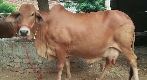 Sahiwal Cow