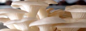 Oyster Mushroom