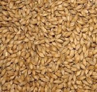 Indian Barley