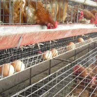 Poultry Feed Supplements