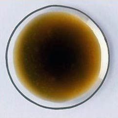 Neem Oil