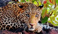 India Wildlife Tours