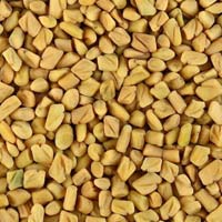 Fenugreek