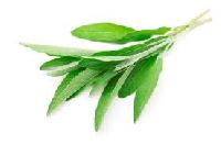 herb leaves