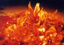 Shellac Manufacturer