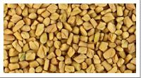 Fenugreek