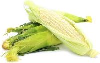 White Corn