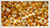 Yellow Corn Animal Feed