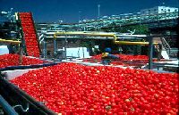 Tomato Processing Plant