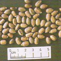 Ricinus Communis Seeds