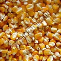 Yellow Maize Seeds