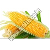 Maize  Exporters