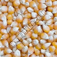 Yellow Maize Seeds