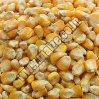 Yellow Maize Seeds