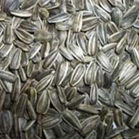 Striped Sunflower Seed