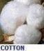 Cotton