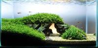 aquarium live plants