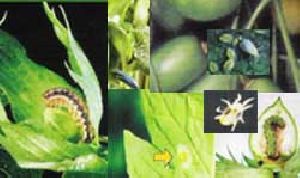 neem pesticides