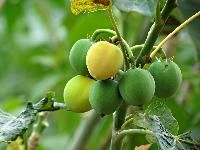 jatropha curca